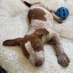 Ginger, a ADOPTABLE Mixed Breed in Schaumburg, IL image 3/6