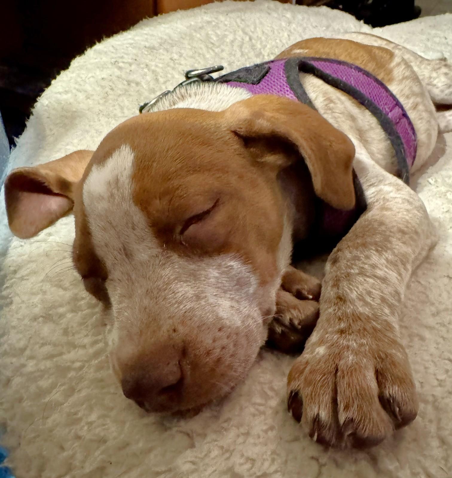 Ginger, a ADOPTABLE Mixed Breed in Schaumburg, IL image 2/6