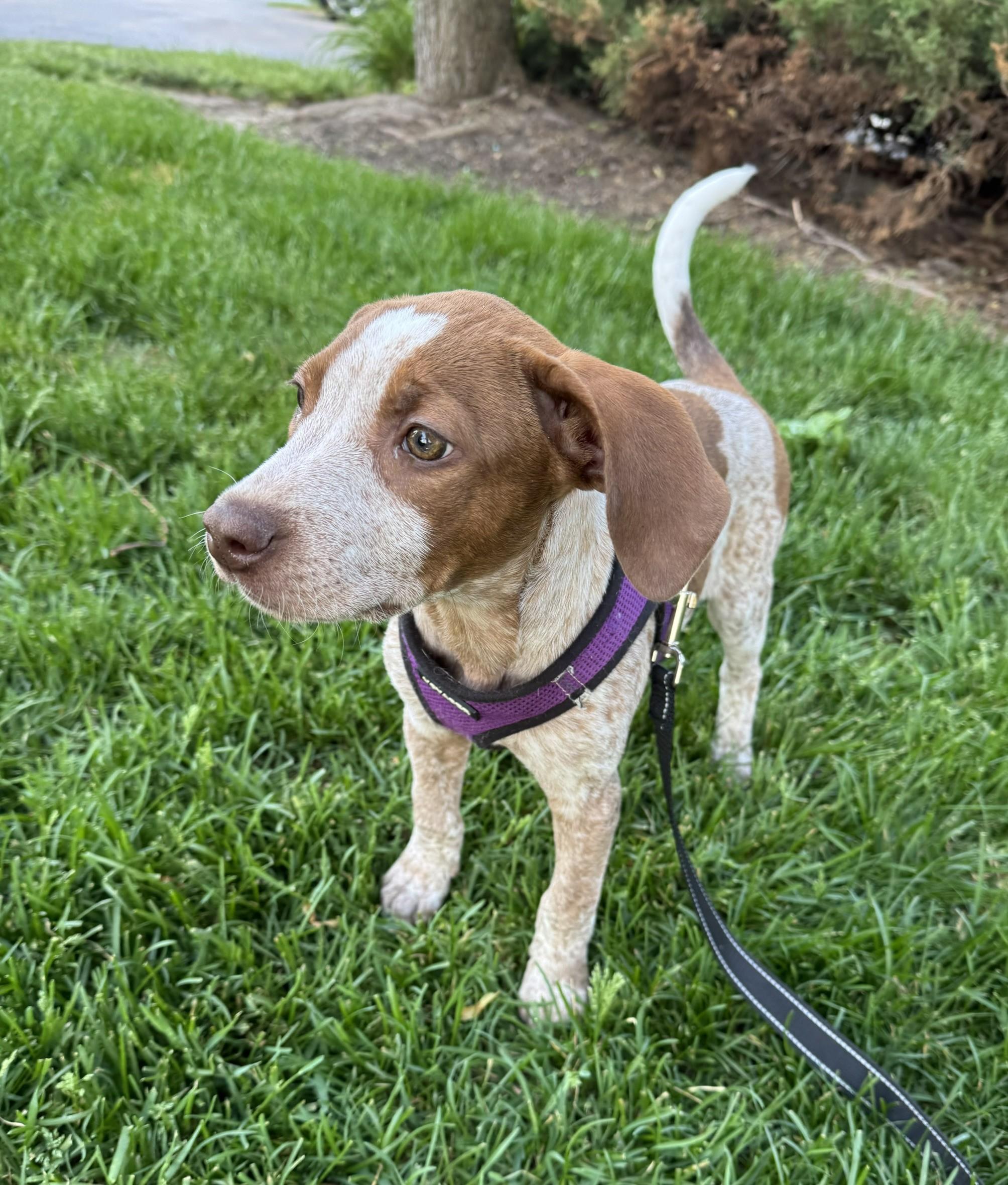 Ginger, a ADOPTABLE Mixed Breed in Schaumburg, IL image 6/6