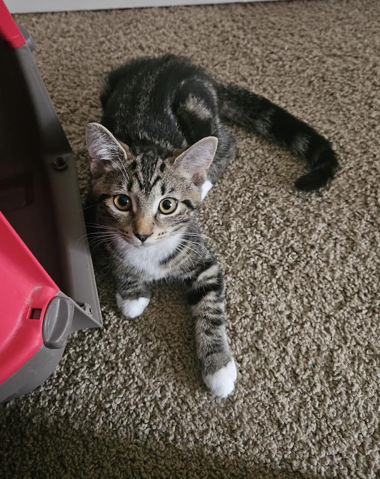 Mango, a ADOPTABLE Tabby in Columbus, OH image 3/6