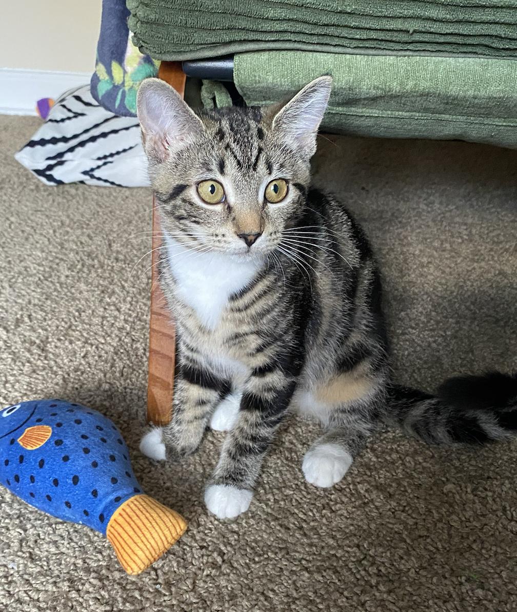 Mango, a ADOPTABLE Tabby in Columbus, OH image 2/6