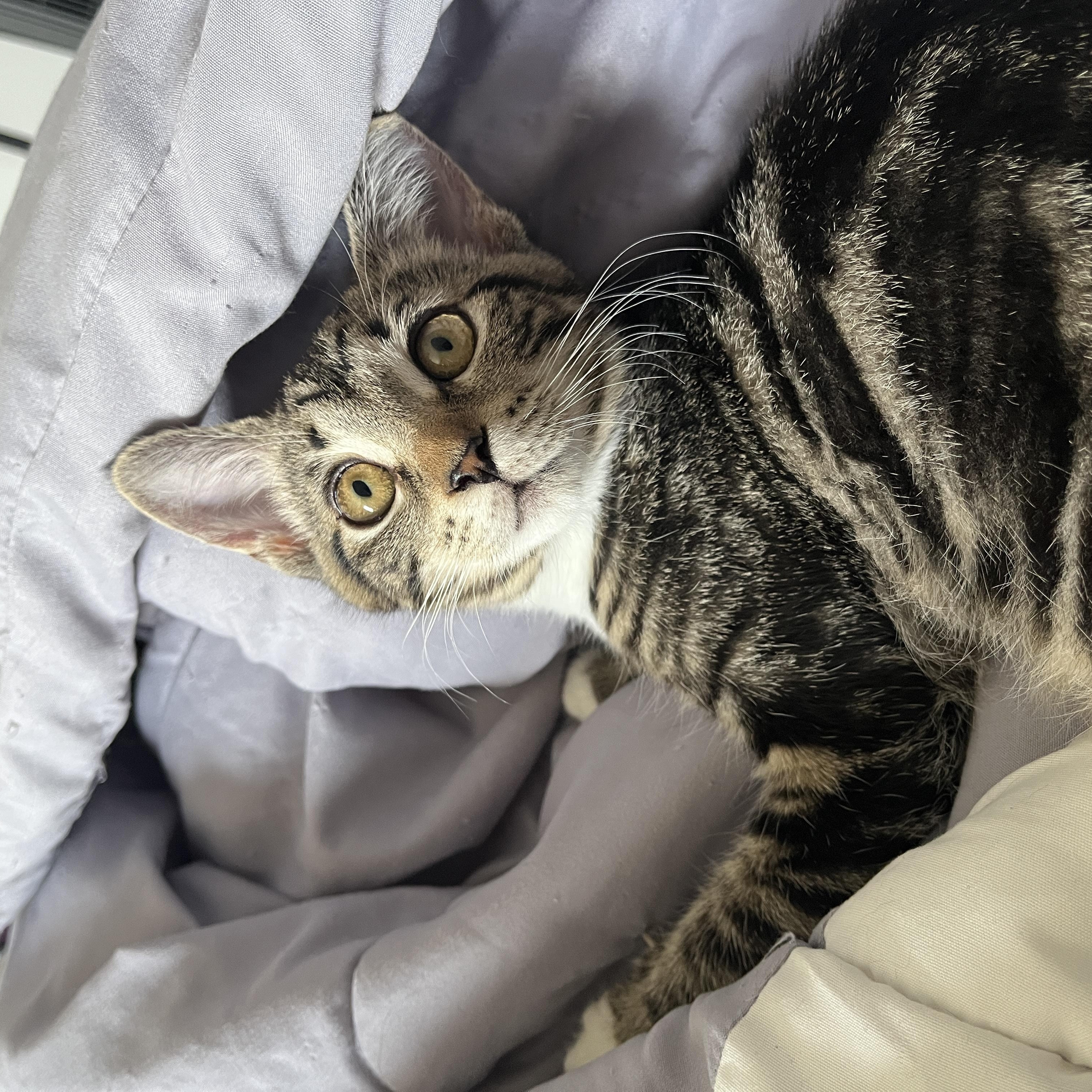 Mango, ADOPTABLE, Kitten Female Tabby.