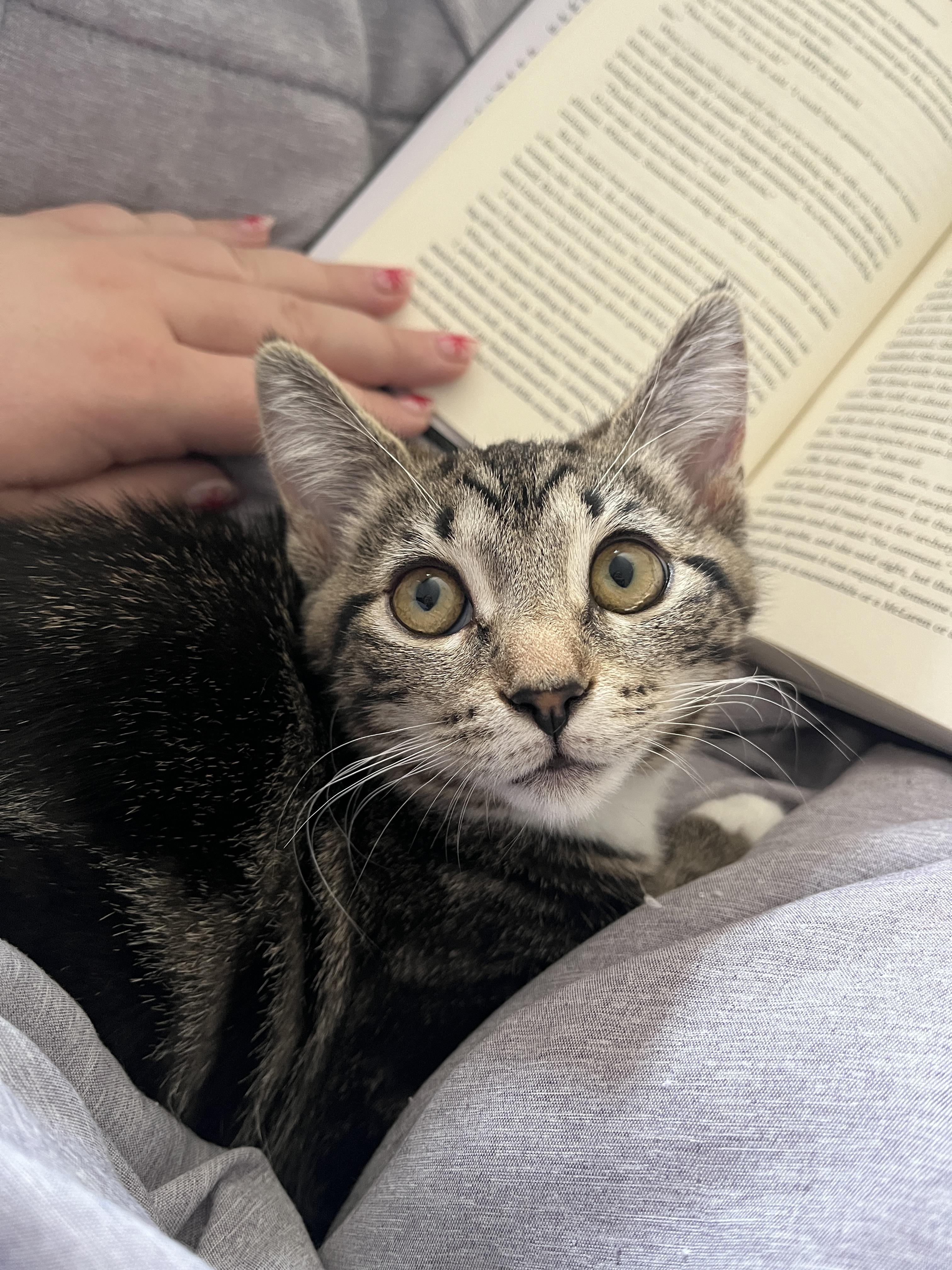 Mango, a ADOPTABLE Tabby in Columbus, OH image 6/6