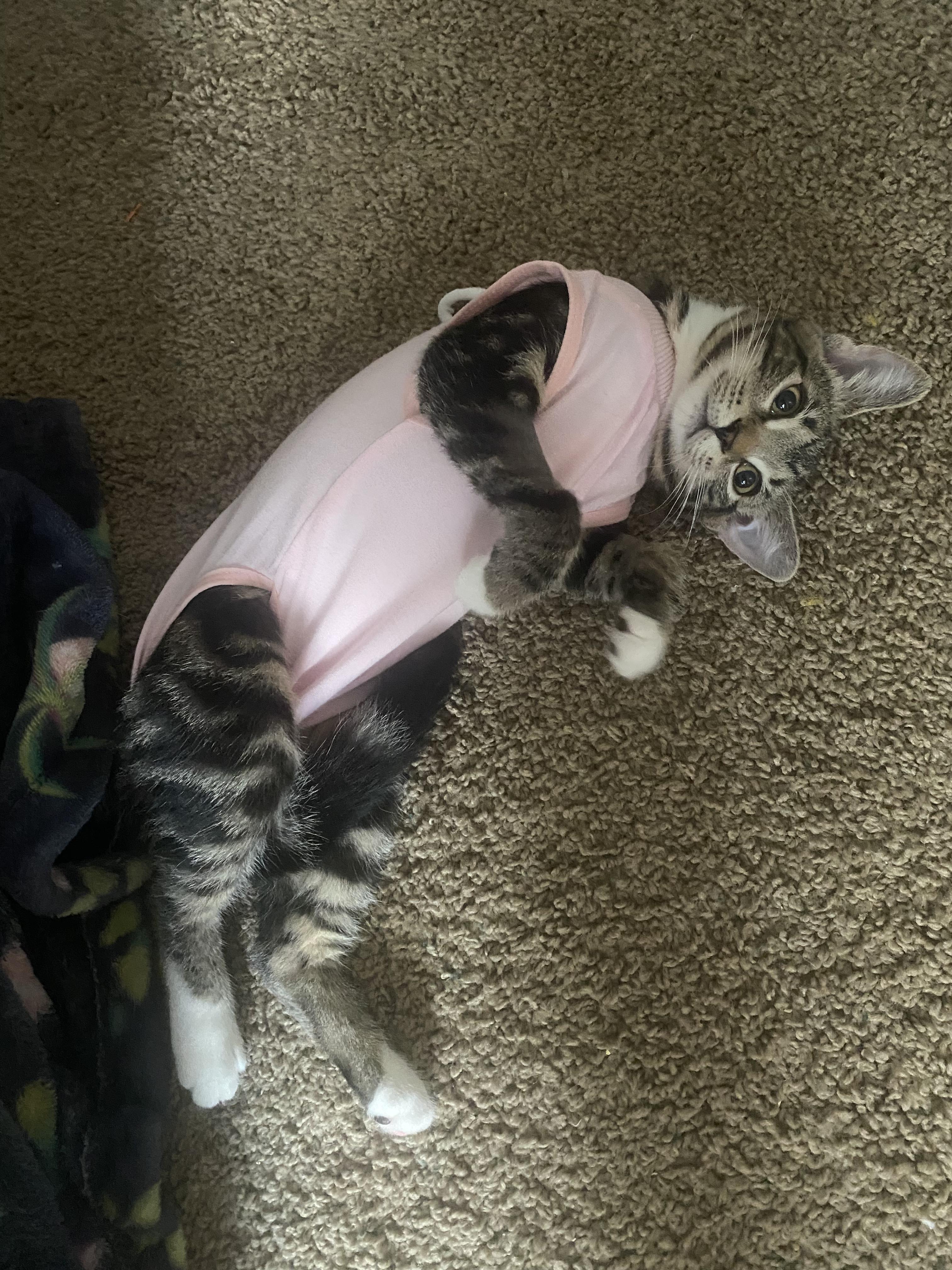 Mango, a ADOPTABLE Tabby in Columbus, OH image 4/6