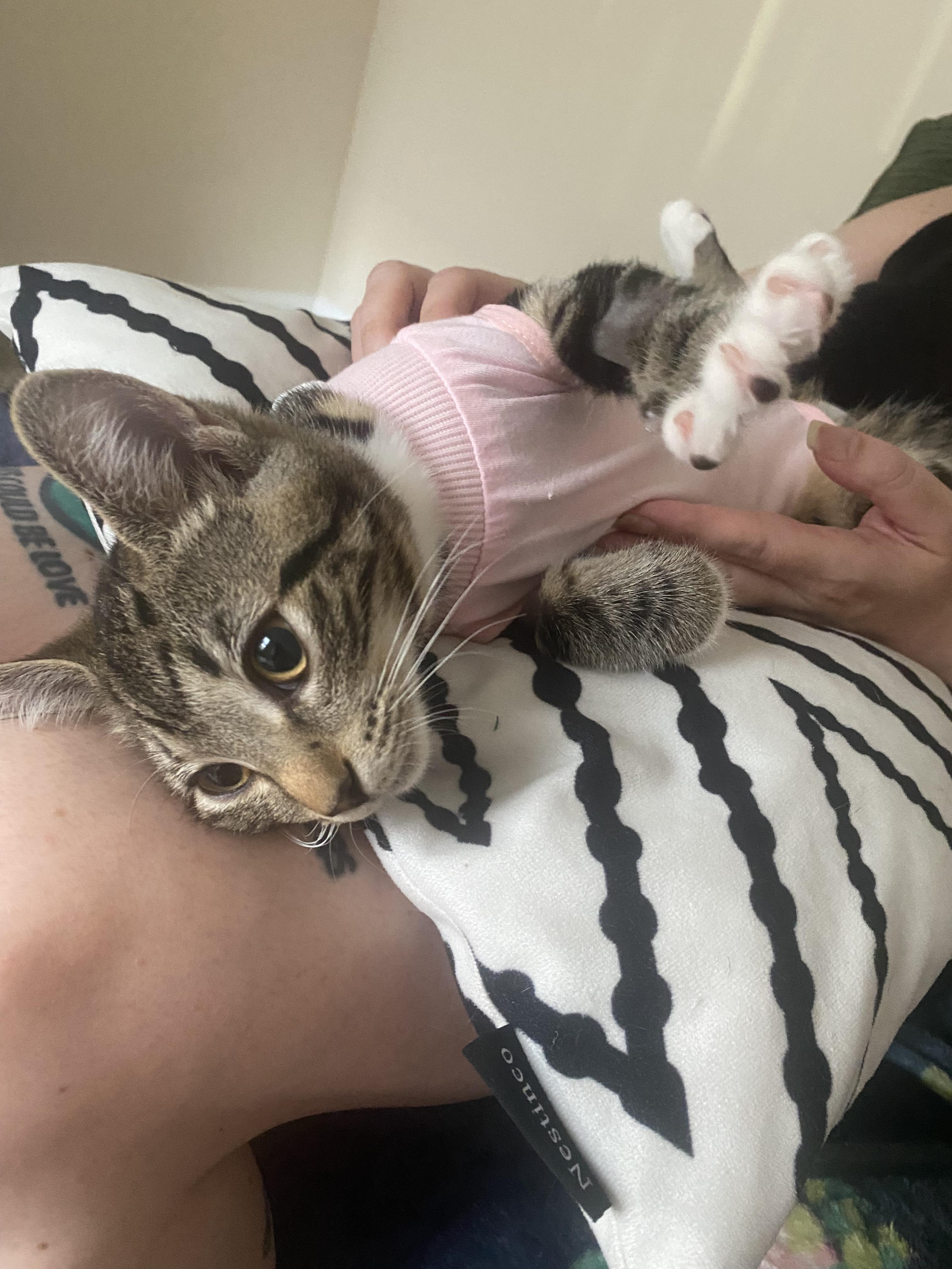 Mango, a ADOPTABLE Tabby in Columbus, OH image 5/6