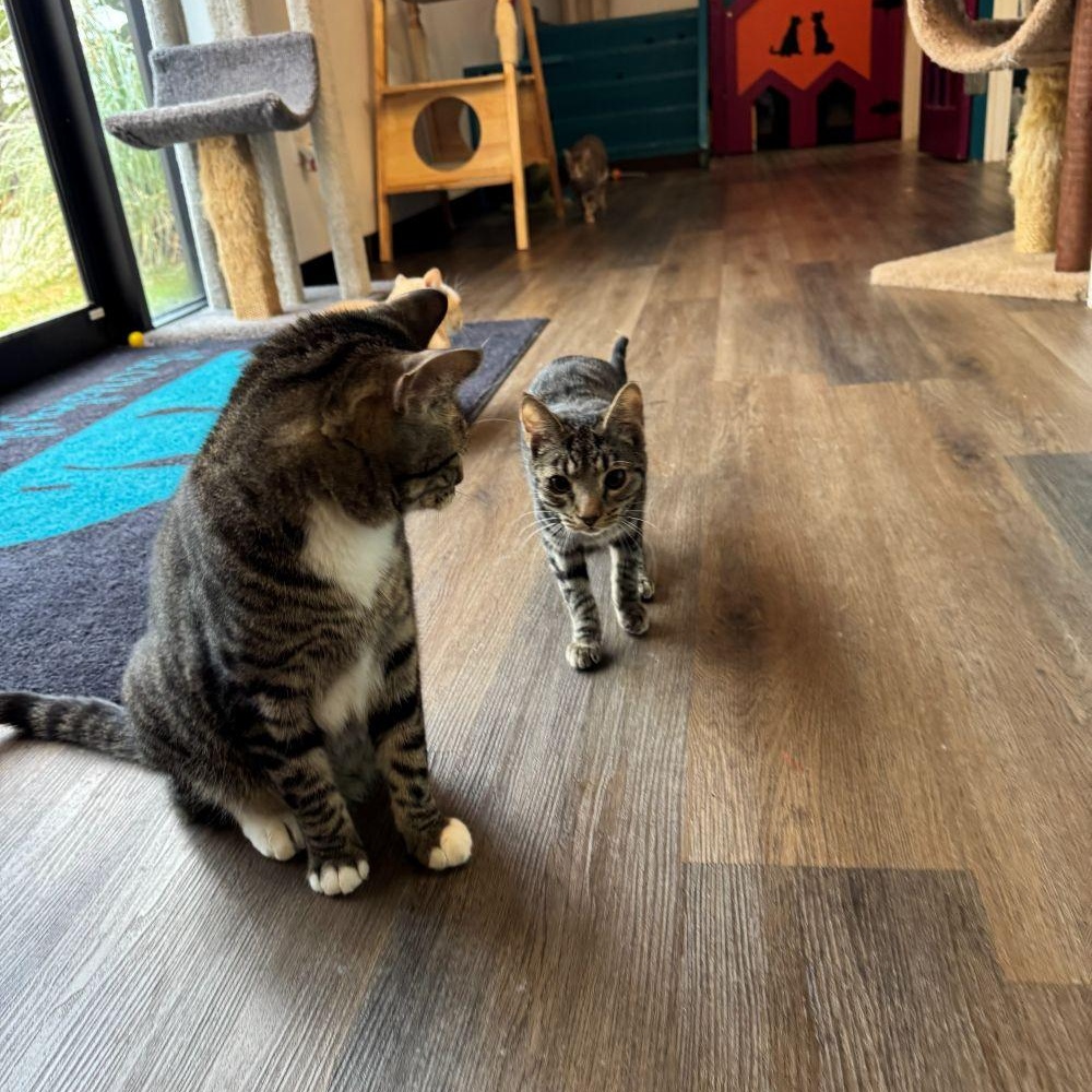 Enlarge LAKEN, an adopted Tabby in Flint, TX image 5/5