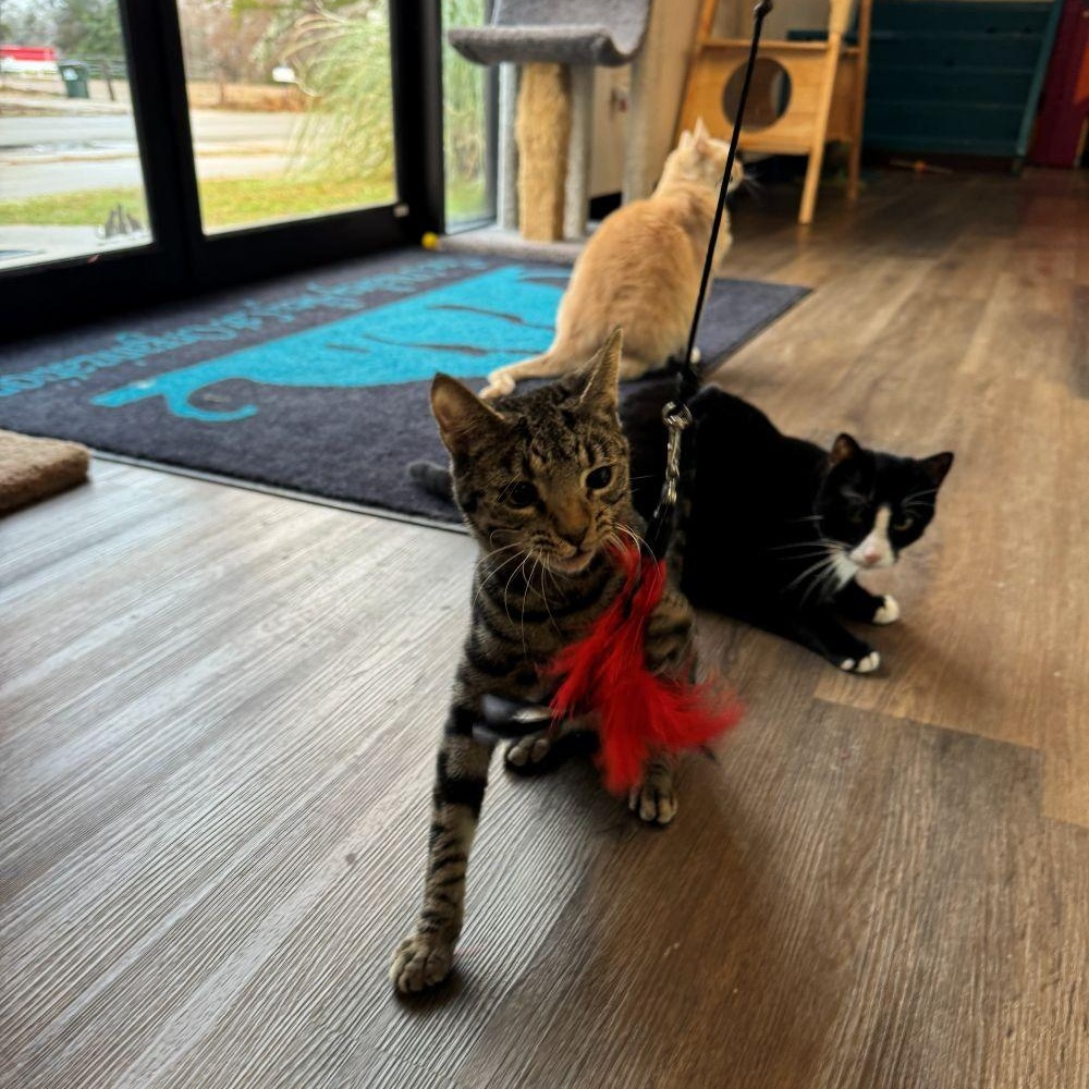 Enlarge LAKEN, an adopted Tabby in Flint, TX image 3/5