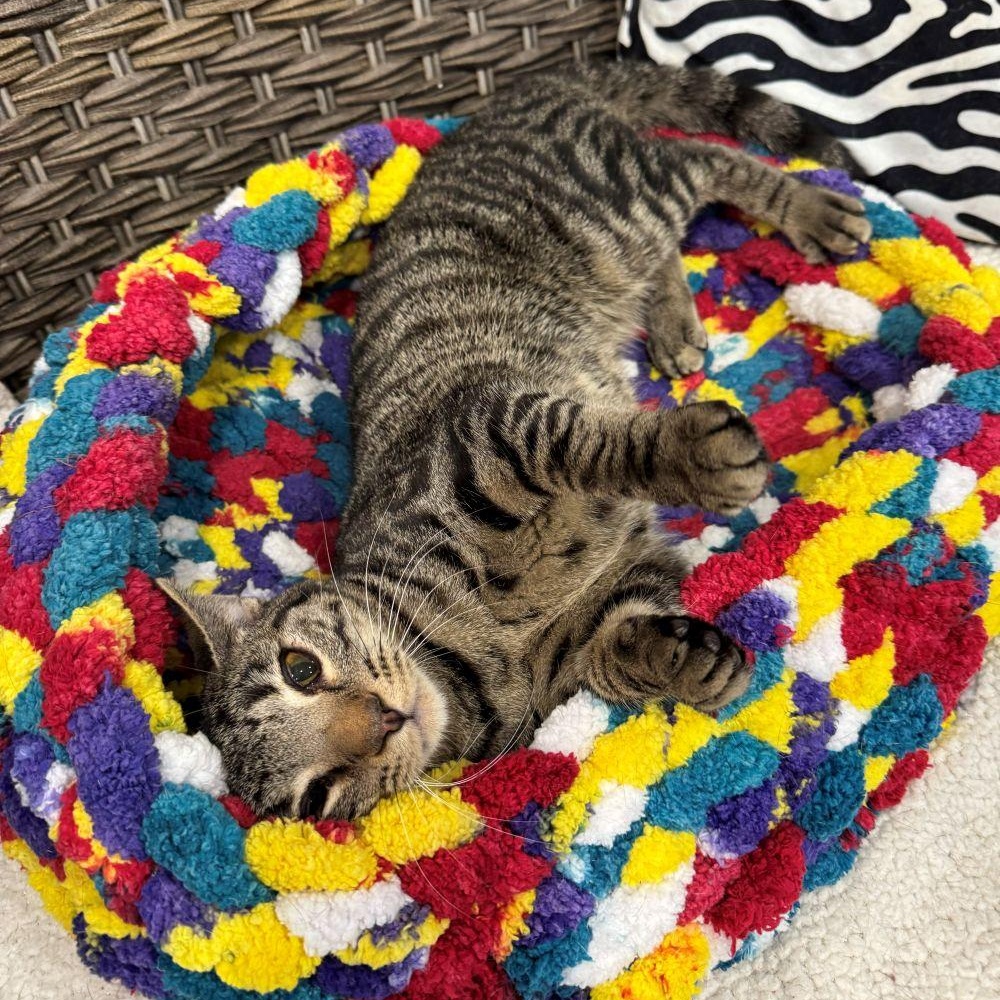 LAKEN, adopted, Young Male Tabby.