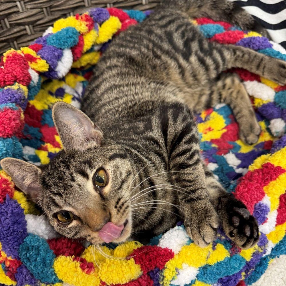 Enlarge LAKEN, an adopted Tabby in Flint, TX image 4/5