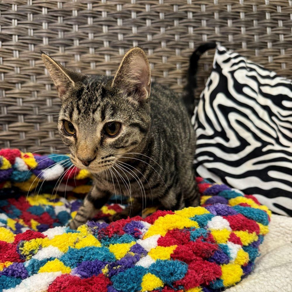 Enlarge LAKEN, an adopted Tabby in Flint, TX image 2/5