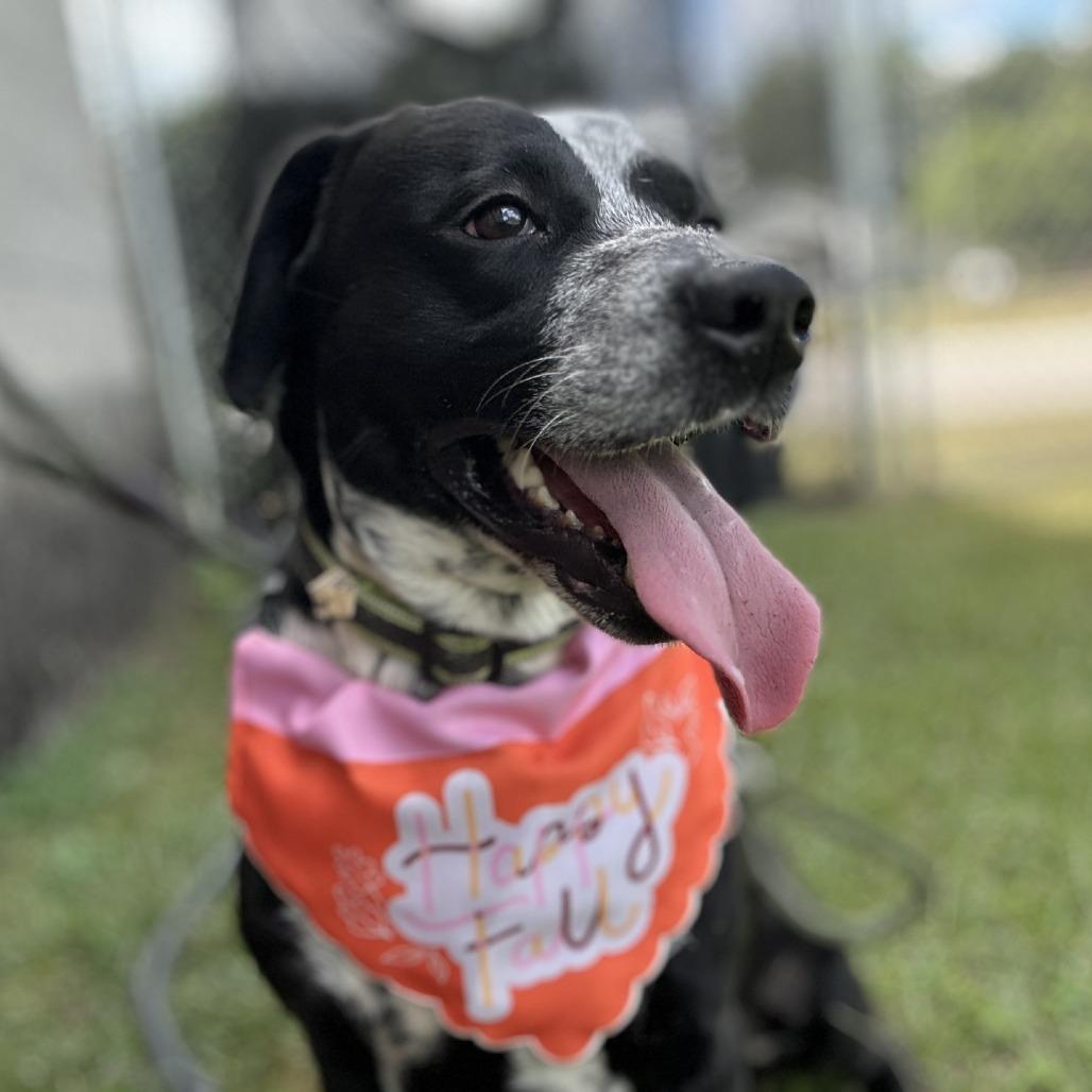 Enlarge Bronco, a ADOPTABLE Mixed Breed in Orangeburg, SC image 1/1