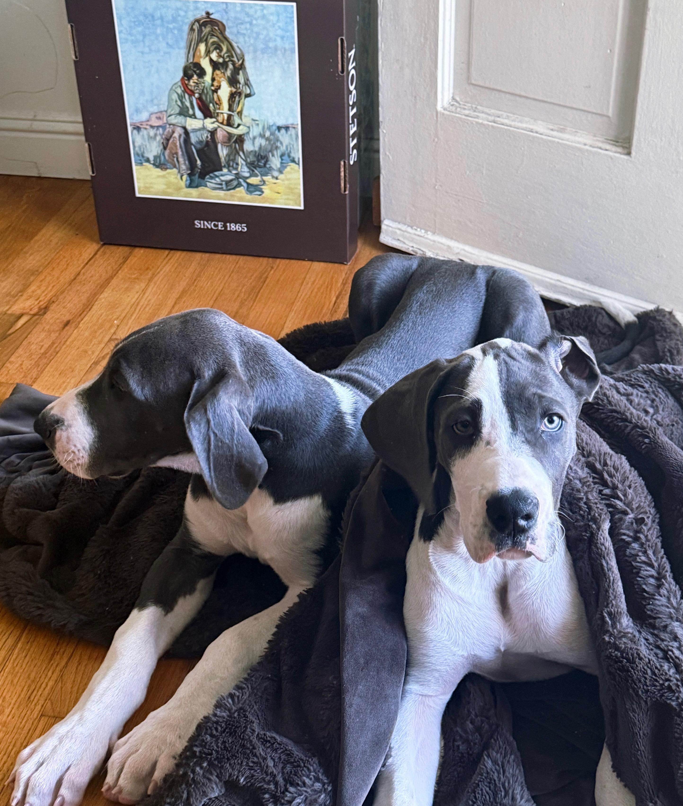 Enlarge Raven, an adopted Great Dane in Torrance, CA image 3/6