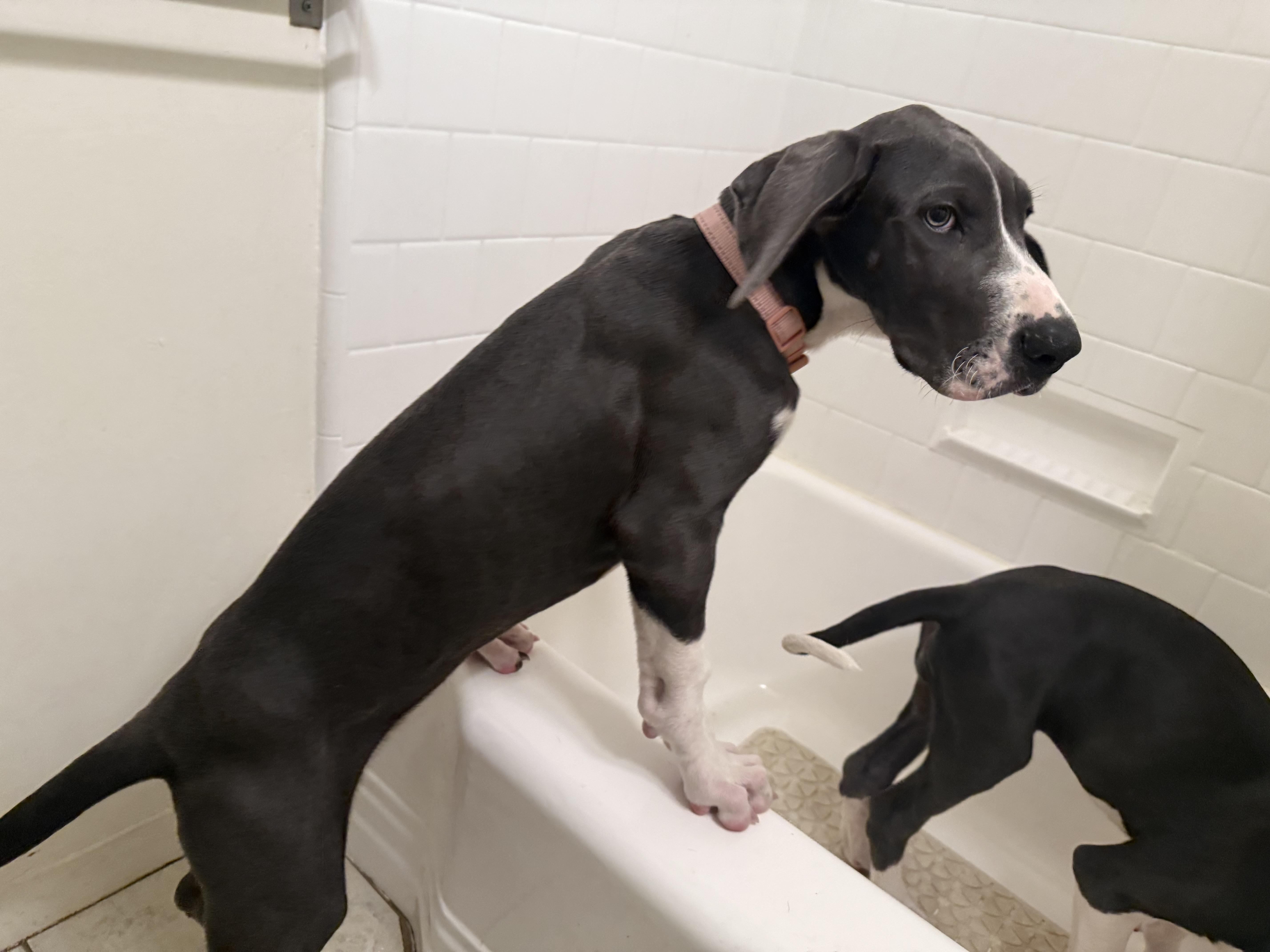 Enlarge Raven, an adopted Great Dane in Torrance, CA image 5/6