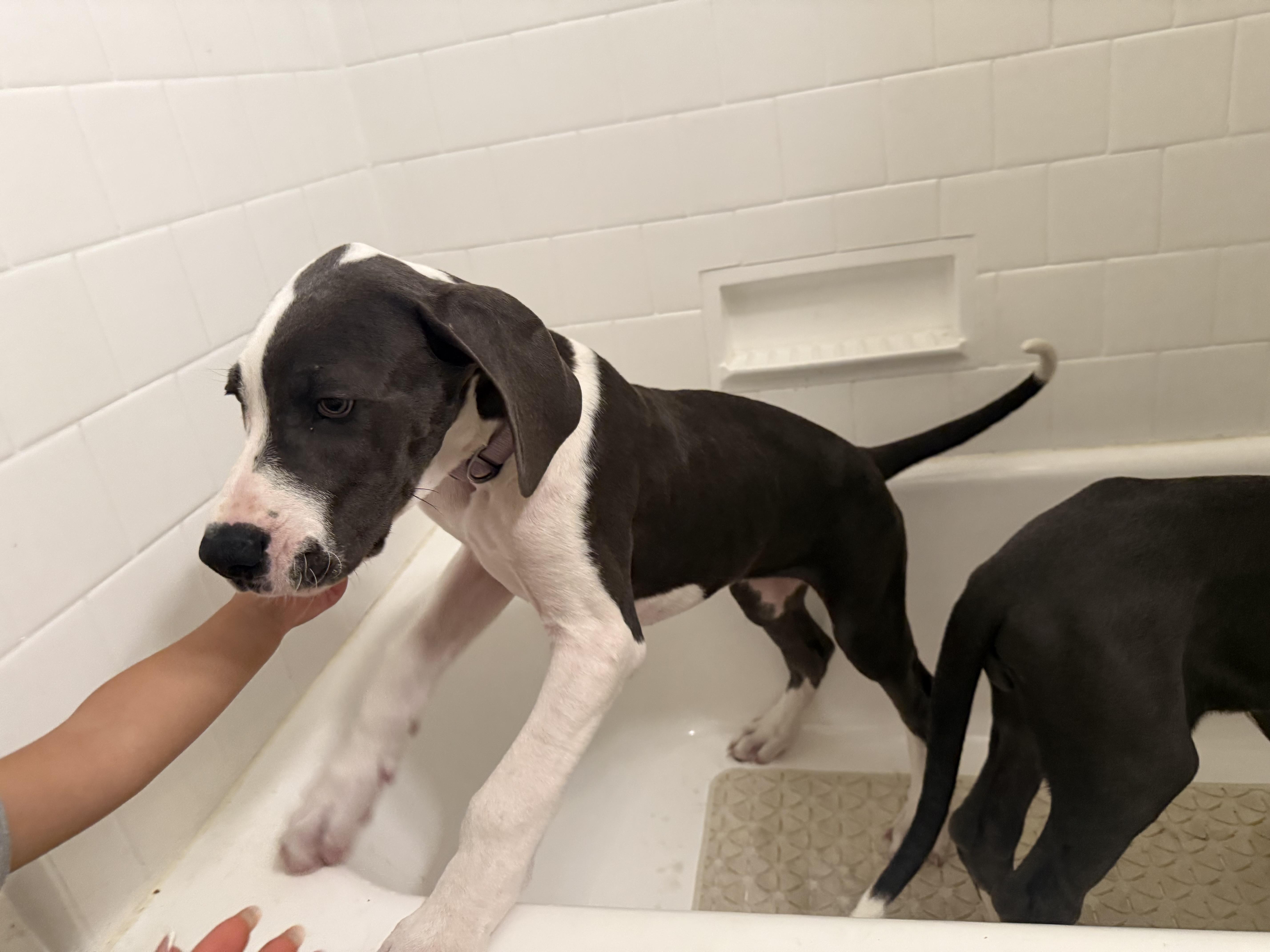 Enlarge Raven, an adopted Great Dane in Torrance, CA image 6/6