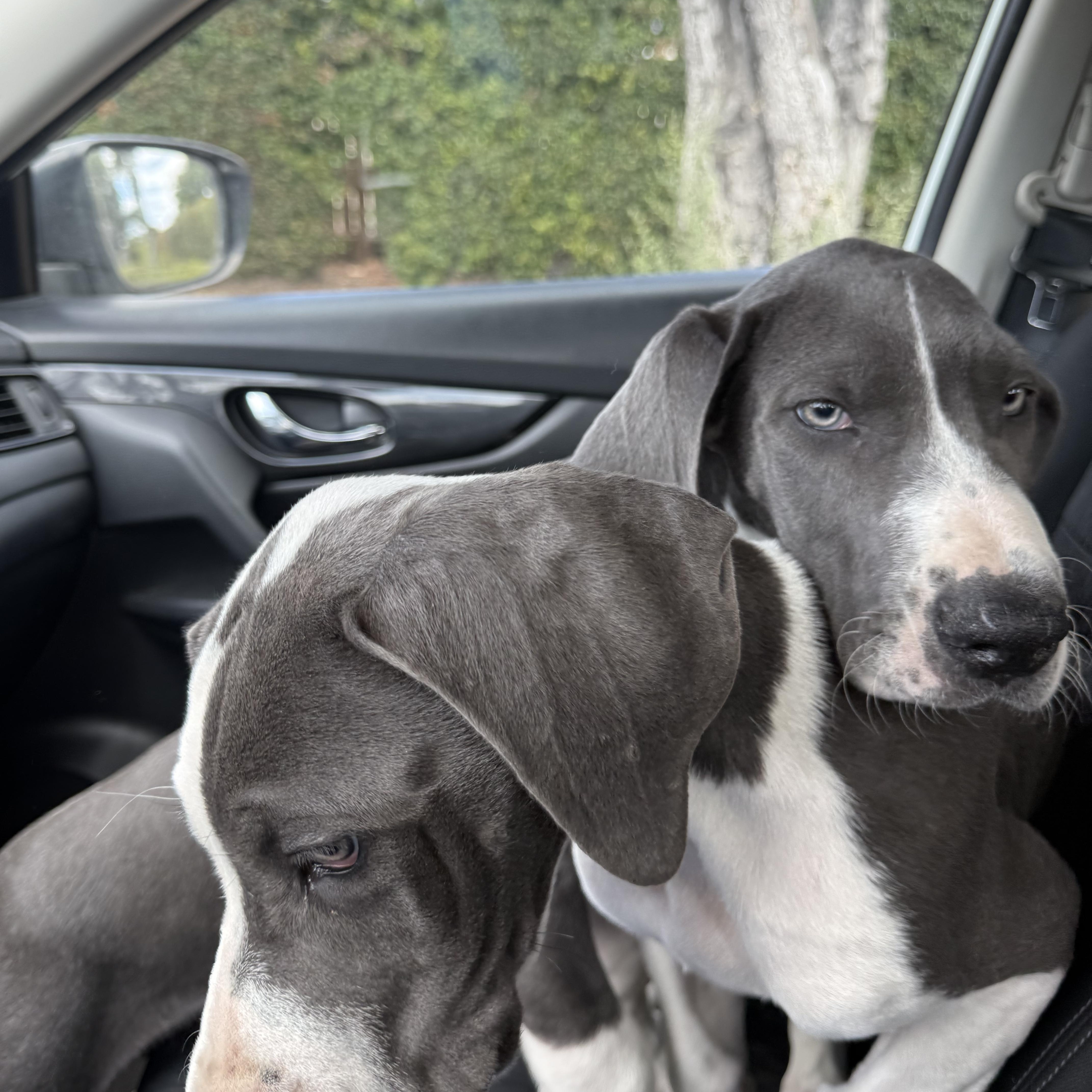 Enlarge Raven, an adopted Great Dane in Torrance, CA image 4/6