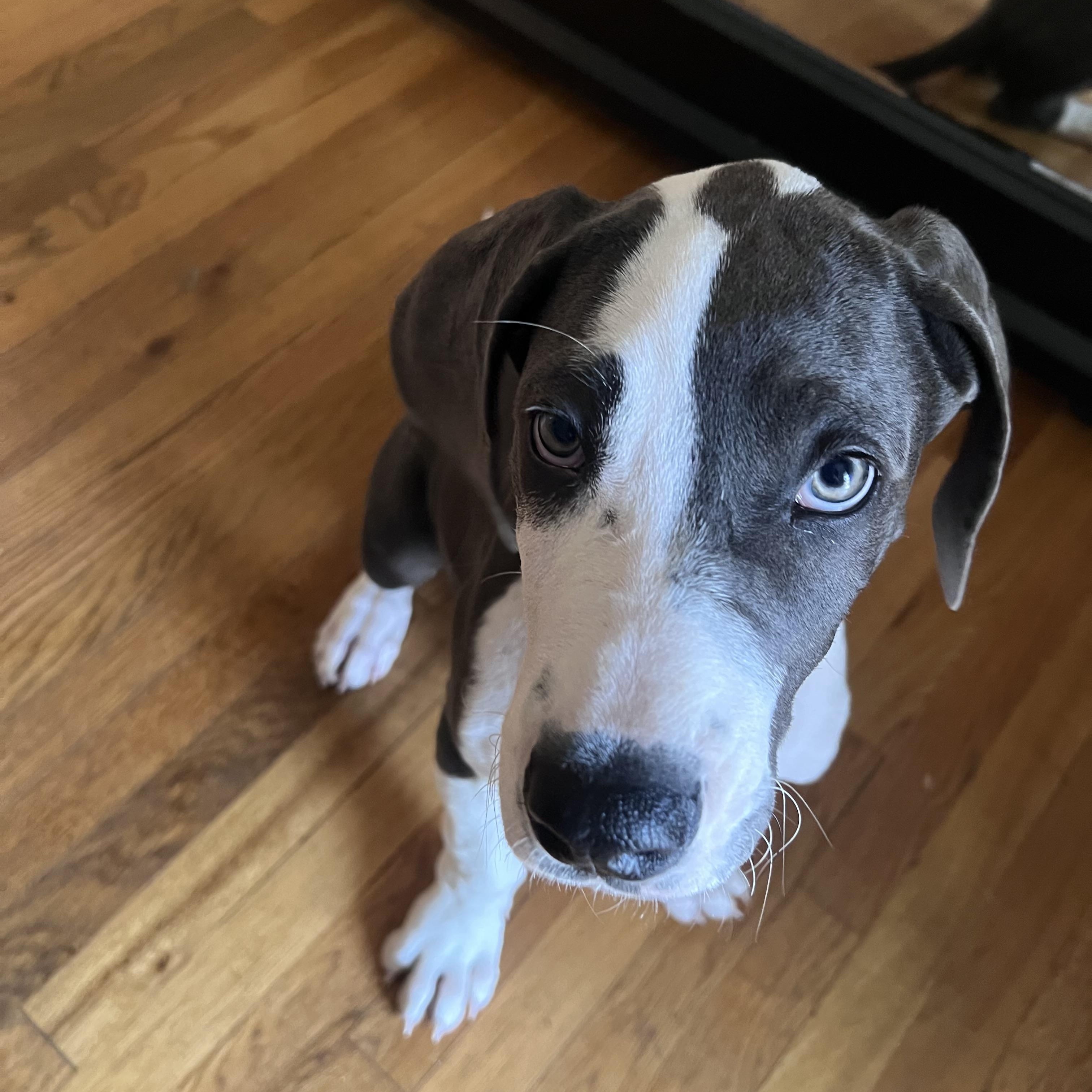 Raven, adopted, Puppy Female Great Dane.