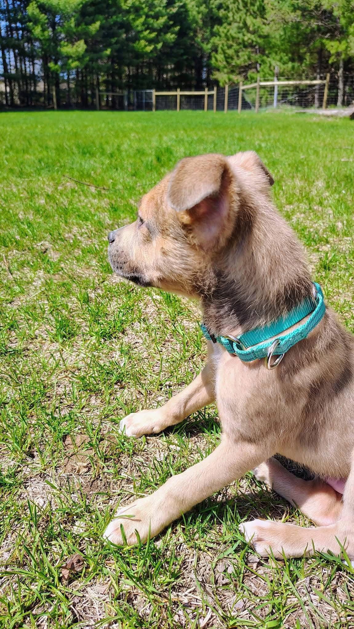 Enlarge Tanner, a Adoptable Terrier in New London, WI image 2/3