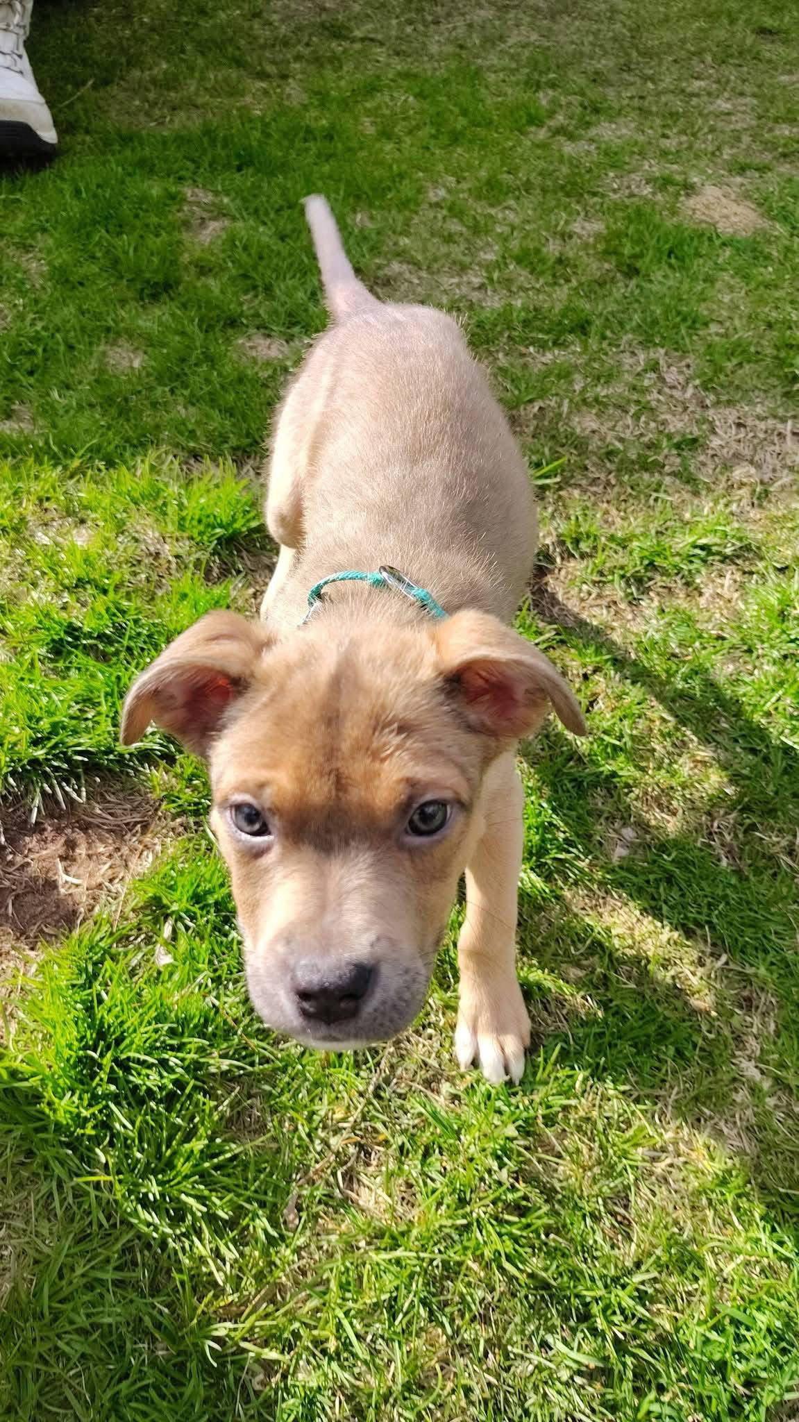 Enlarge Tanner, a Adoptable Terrier in New London, WI image 3/3