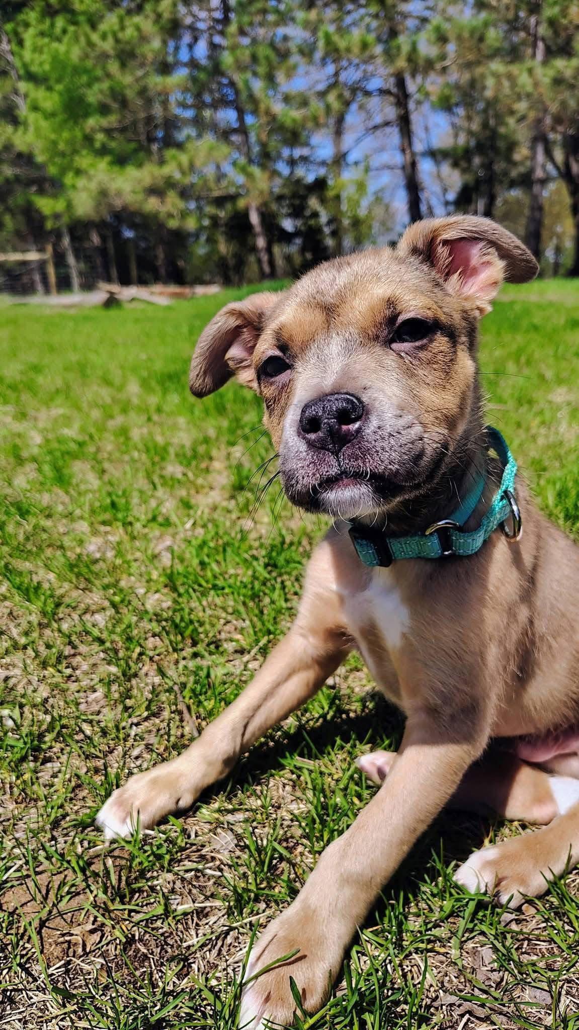 Tanner, Adoptable, Puppy Male Terrier.