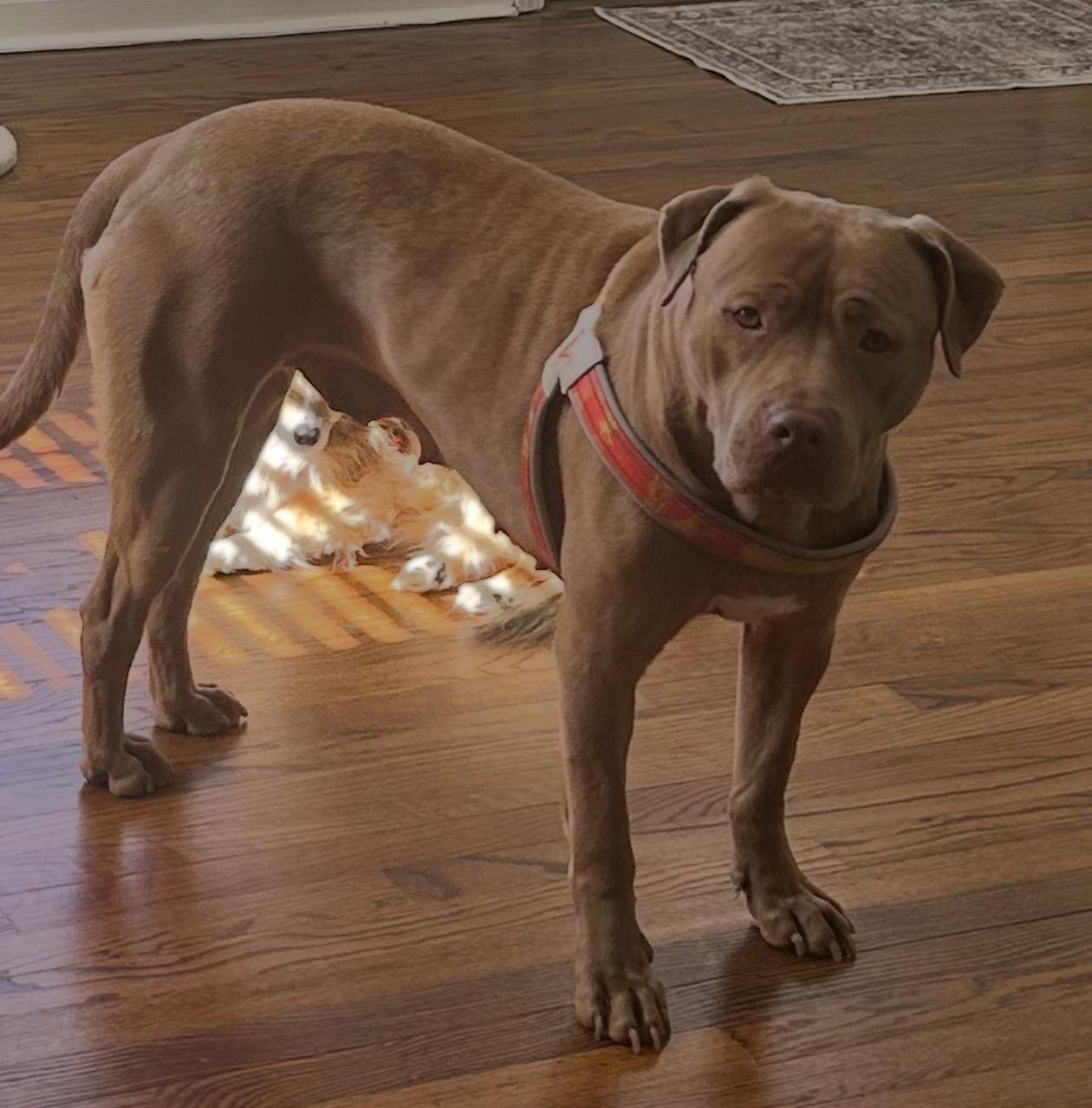 Enlarge Una, a Adoptable mixed breed in Troy, MI image 1/6