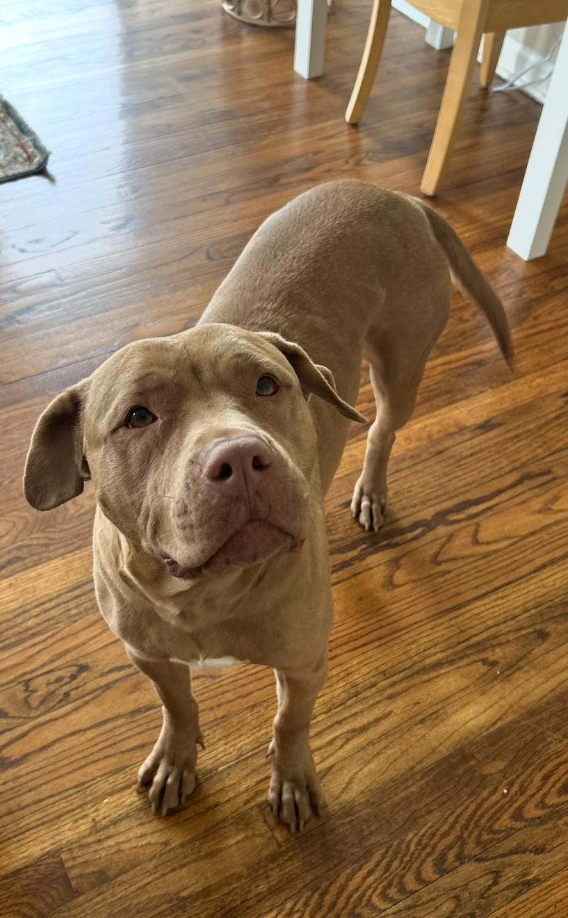 Enlarge Una, a Adoptable mixed breed in Troy, MI image 2/6