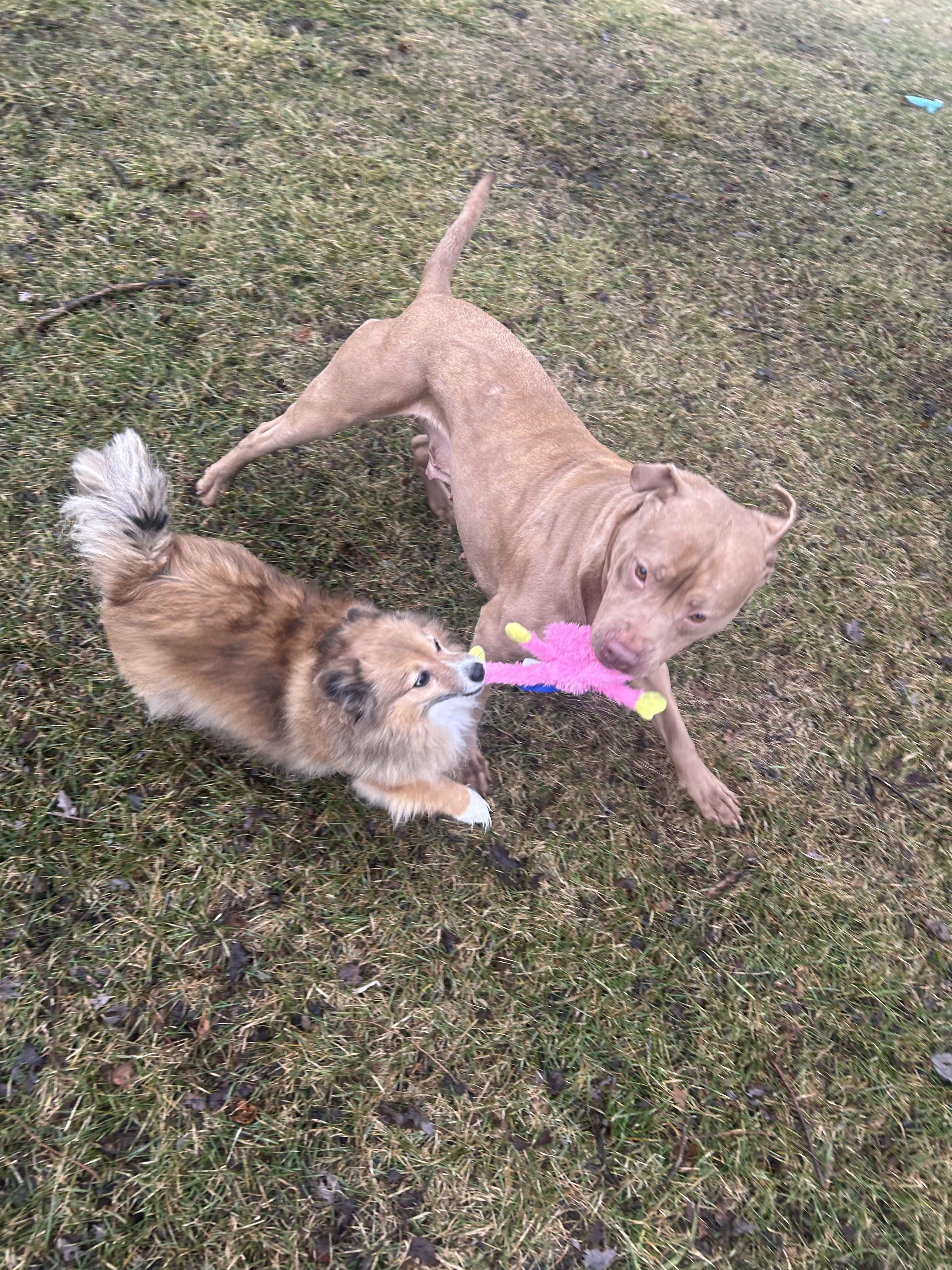 Enlarge Una, a Adoptable mixed breed in Troy, MI image 3/6