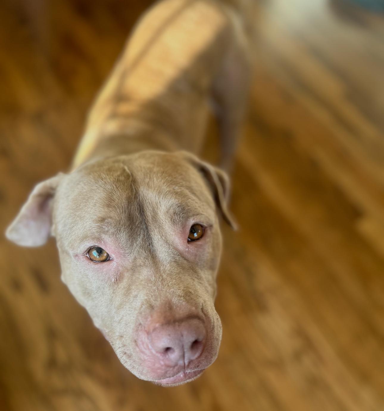 Enlarge Una, a Adoptable mixed breed in Troy, MI image 5/6