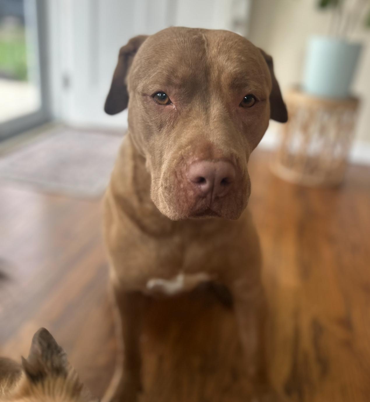 Enlarge Una, a Adoptable mixed breed in Troy, MI image 6/6