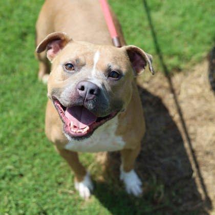 Enlarge Pocahontas, a Adoptable mixed breed in Atlanta, GA image 1/3