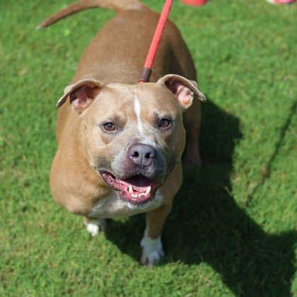 Enlarge Pocahontas, a Adoptable mixed breed in Atlanta, GA image 2/3