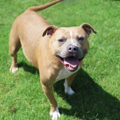 Enlarge Pocahontas, a Adoptable mixed breed in Atlanta, GA image 3/3