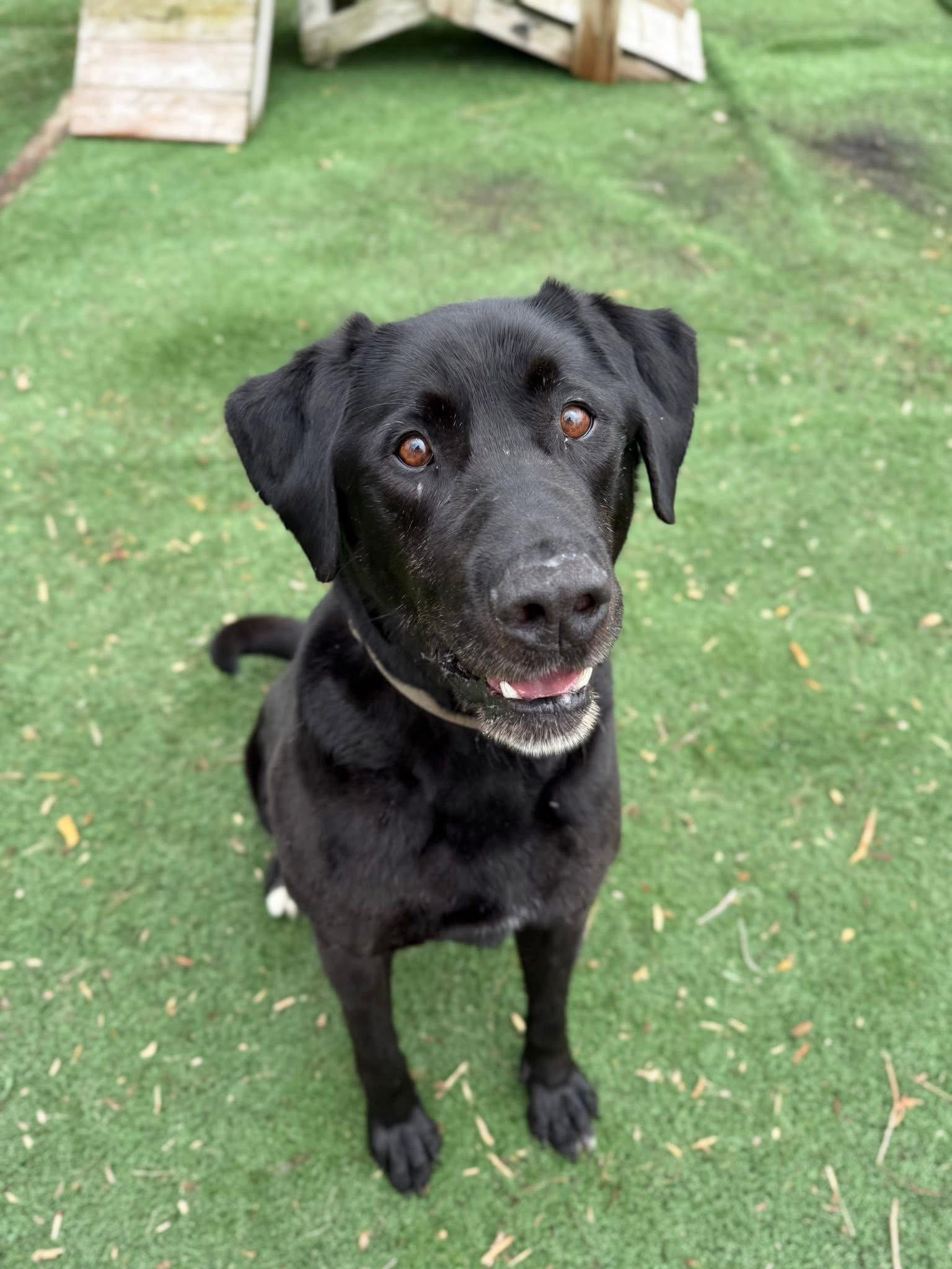 GusGus, Adopted, Adult Male Labrador Retriever.