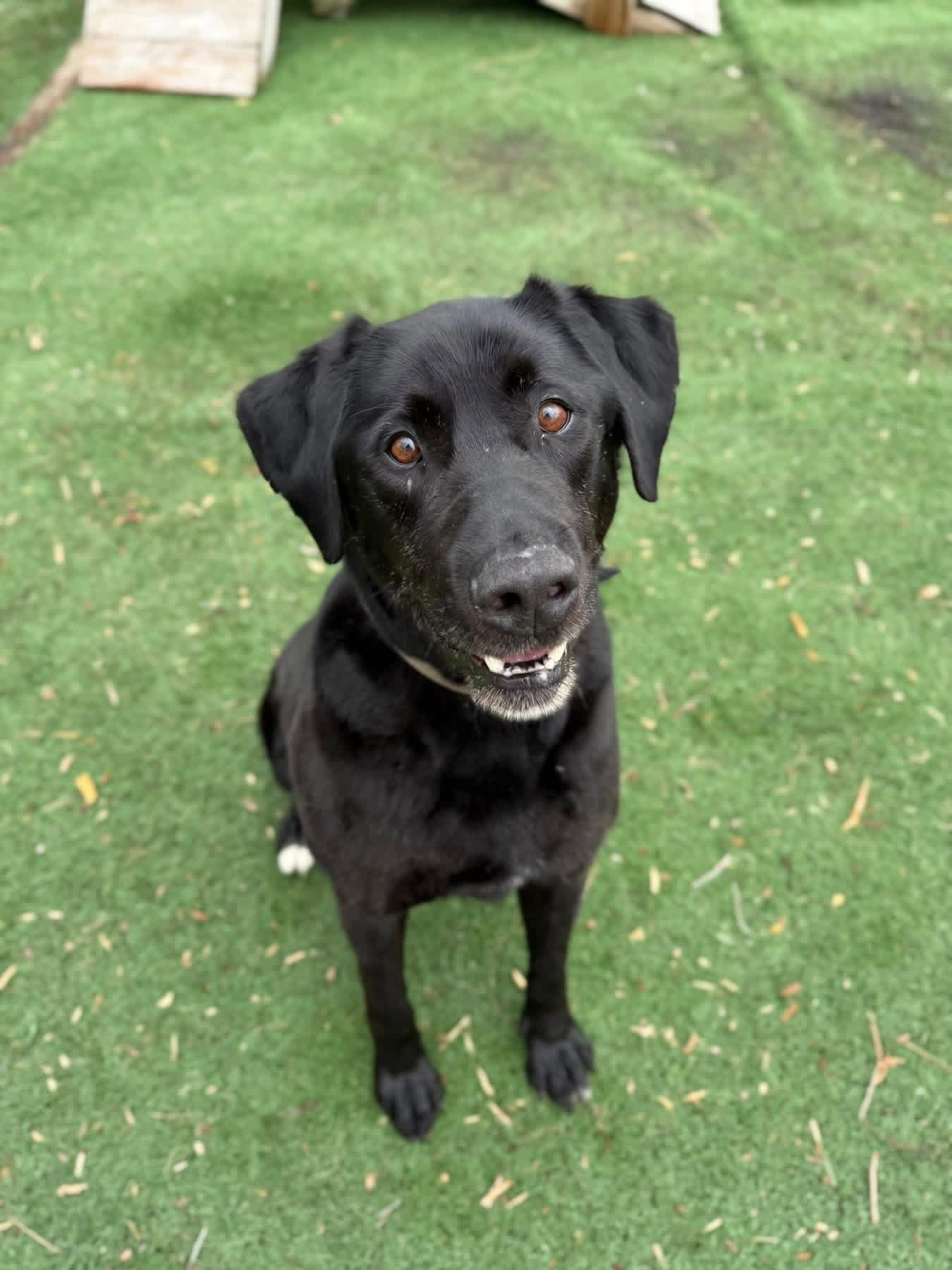 Enlarge GusGus, a Adopted Labrador Retriever in Cedar Rapids, IA image 2/2