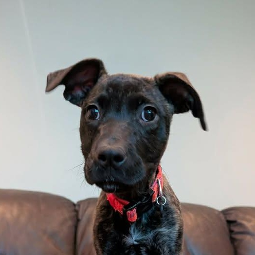 Little Bambam (20260216-08)