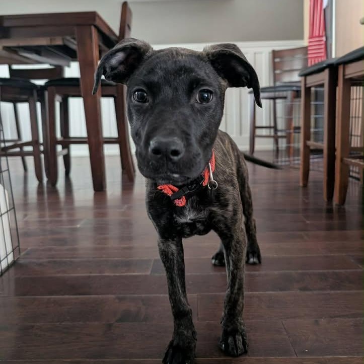 Little Bambam (20260216-08) — thumbnail 2