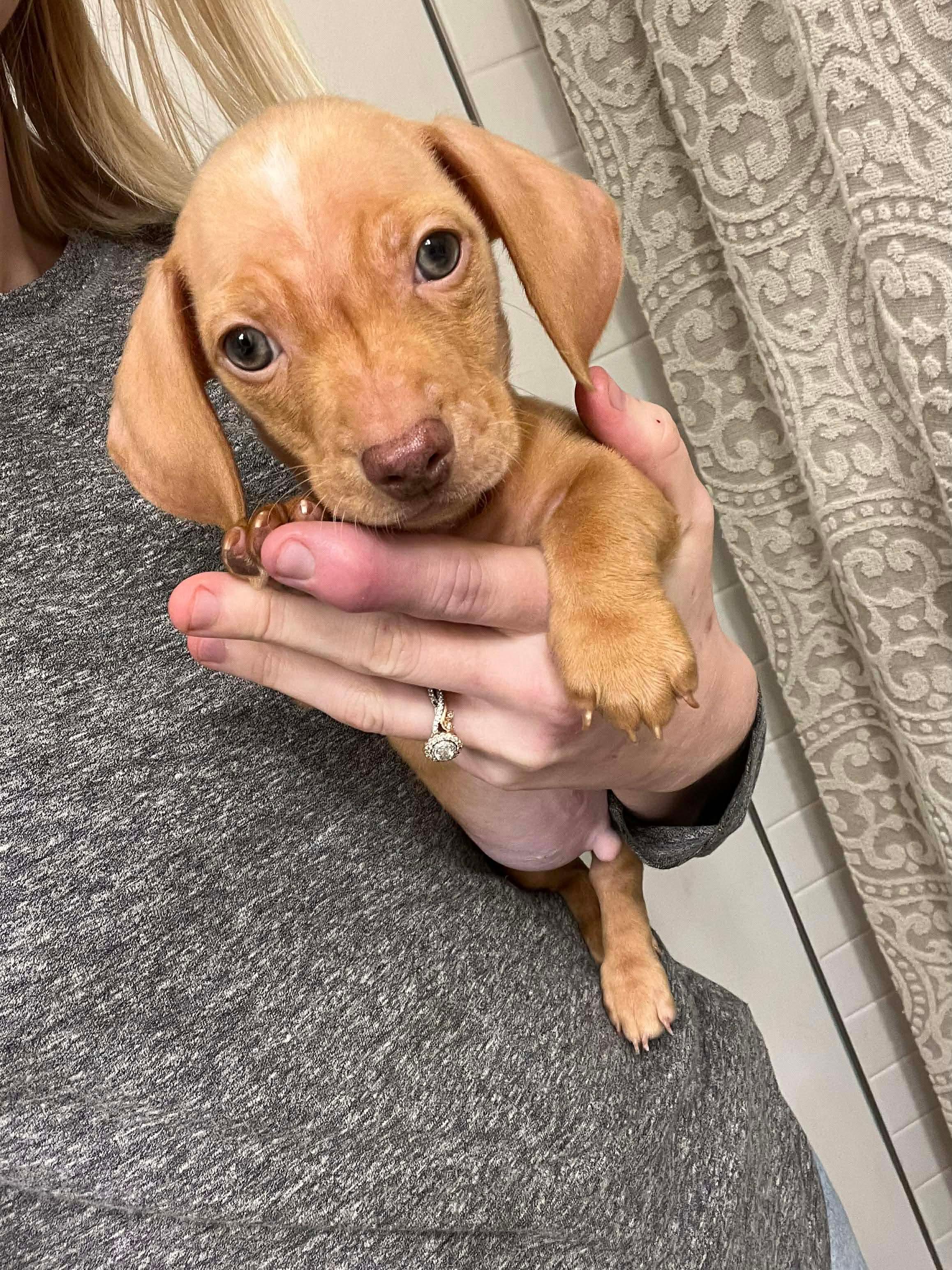 Lancelot, Adopted, Young Male Dachshund.