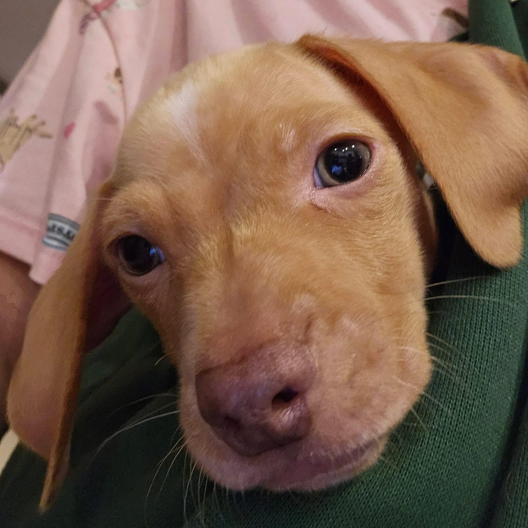 Enlarge Lancelot, a Adopted Dachshund in Richmond, KY image 3/4