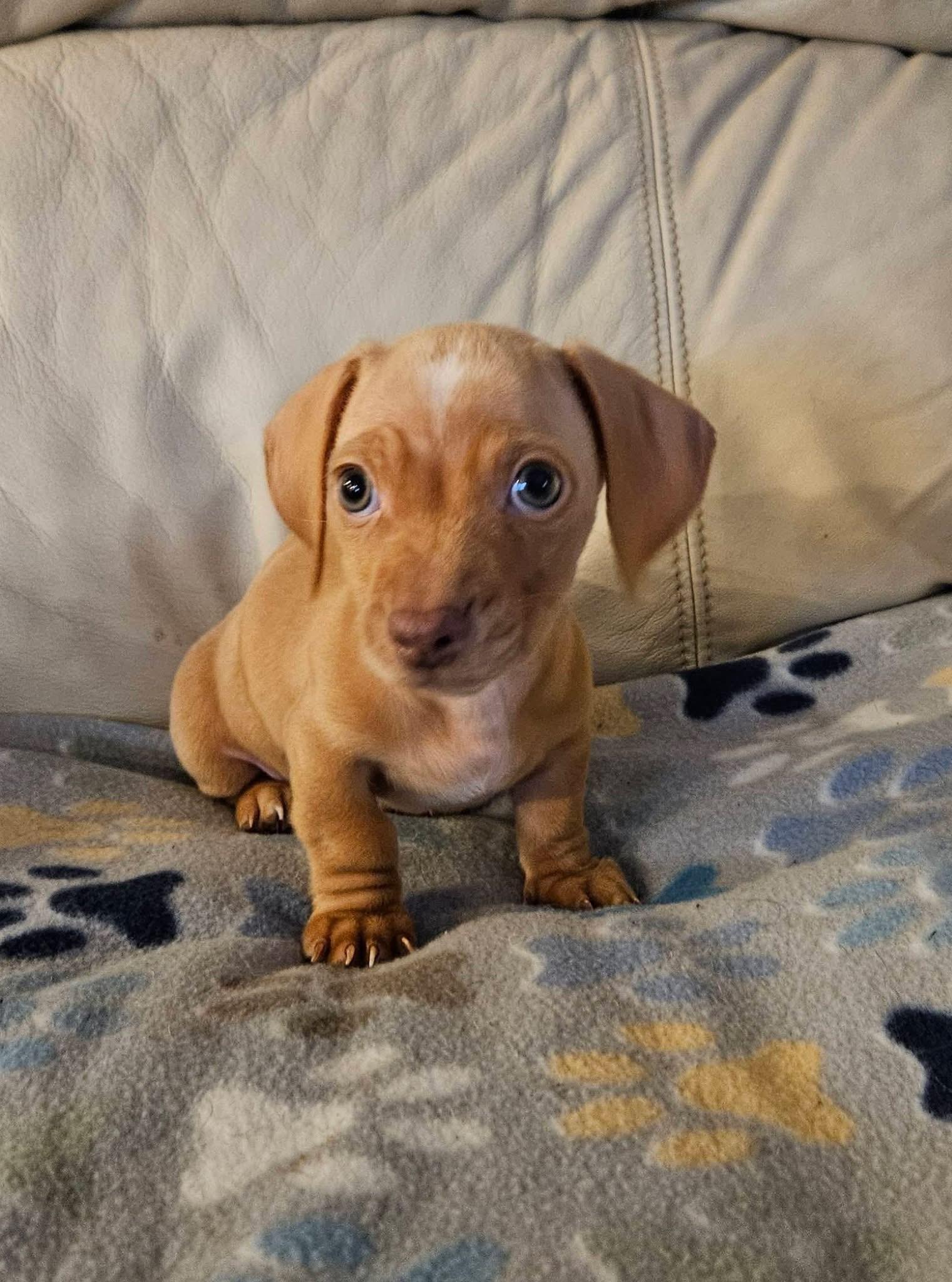 Enlarge Lancelot, a Adopted Dachshund in Richmond, KY image 4/4