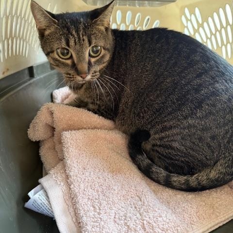 Holly, ADOPTABLE, Adult Female Domestic Short Hair.