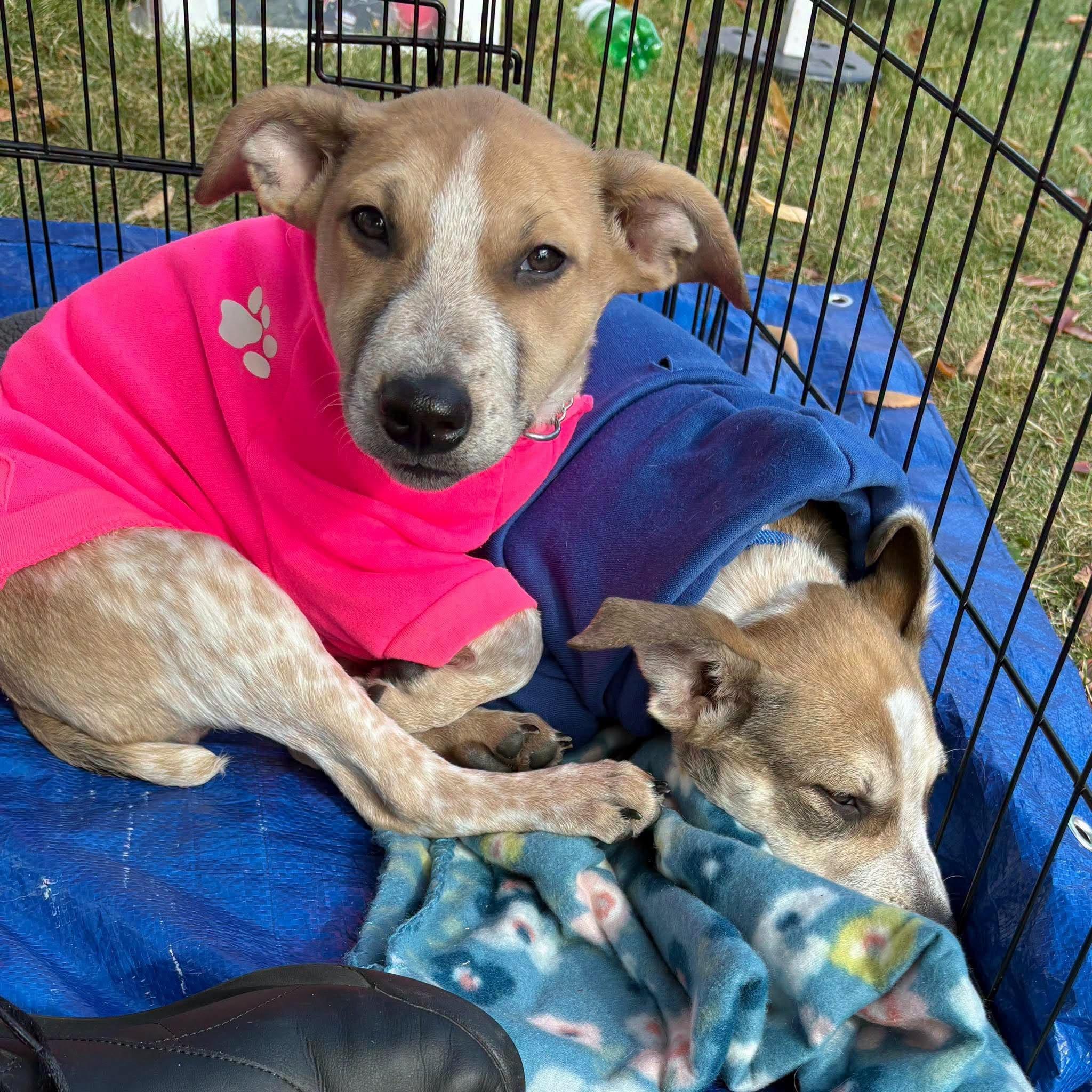 Enlarge Pepsi, a Adoptable mixed breed in Lake View, NY image 2/3