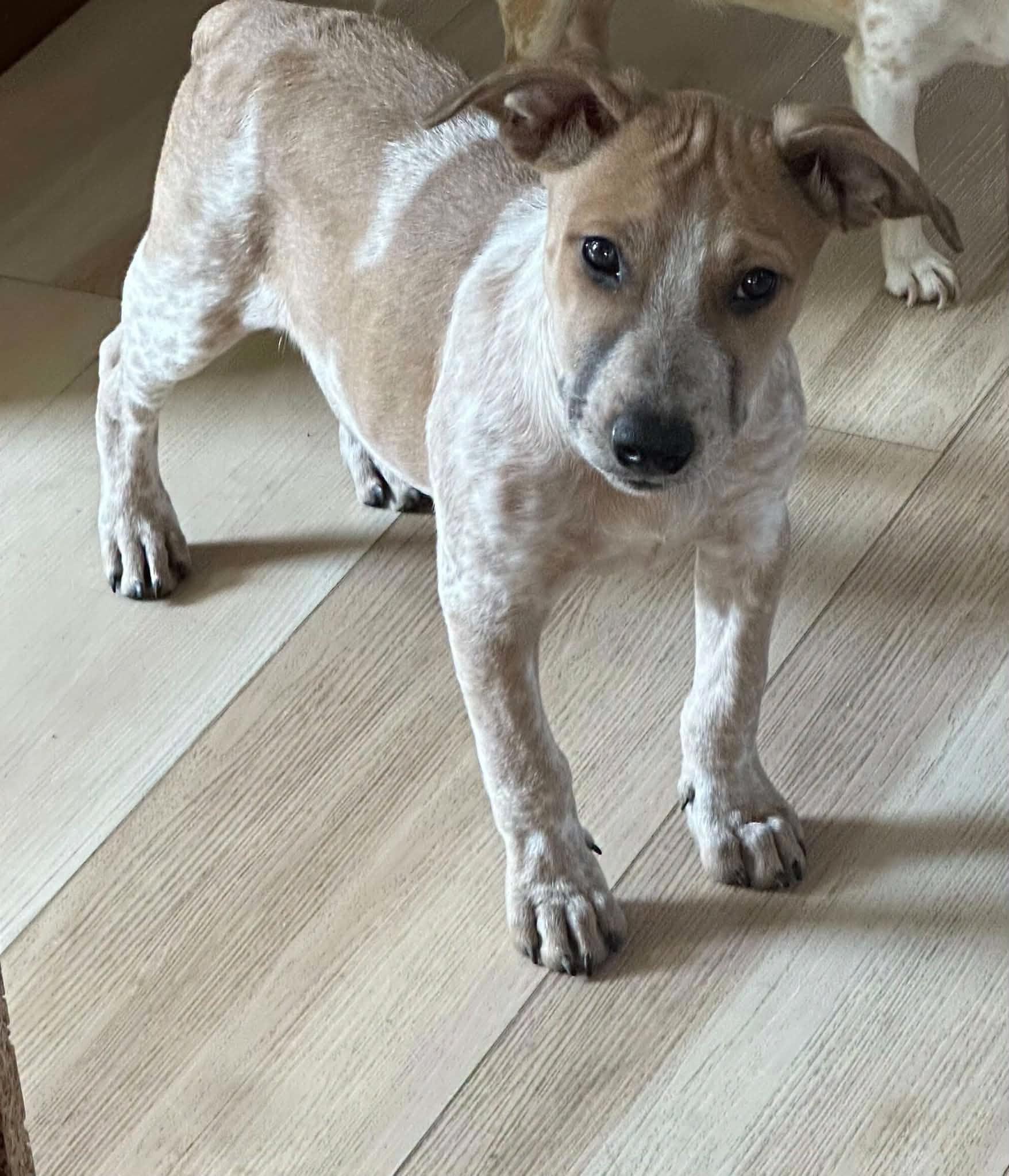 Enlarge Pepsi, a Adoptable mixed breed in Lake View, NY image 3/3