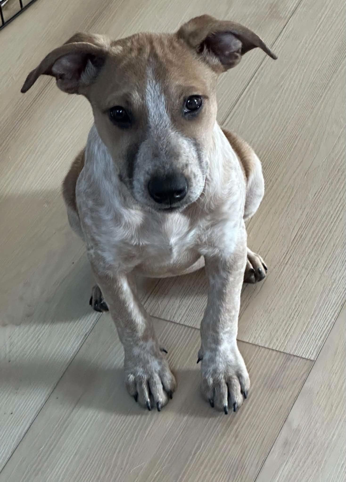 Enlarge Pepsi, a Adoptable mixed breed in Lake View, NY image 1/3