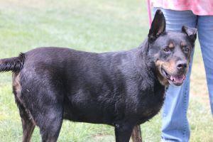 HUMMER, Adoptable, Adult Male Rottweiler & Black Labrador Retriever.