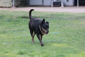 Enlarge HUMMER, a Adoptable mixed breed in Pearce, AZ image 2/6