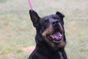 Enlarge HUMMER, a Adoptable mixed breed in Pearce, AZ image 3/6