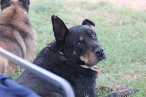 Enlarge HUMMER, a Adoptable mixed breed in Pearce, AZ image 4/6