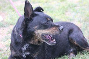 Enlarge HUMMER, a Adoptable mixed breed in Pearce, AZ image 5/6