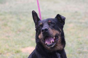Enlarge HUMMER, a Adoptable mixed breed in Pearce, AZ image 6/6