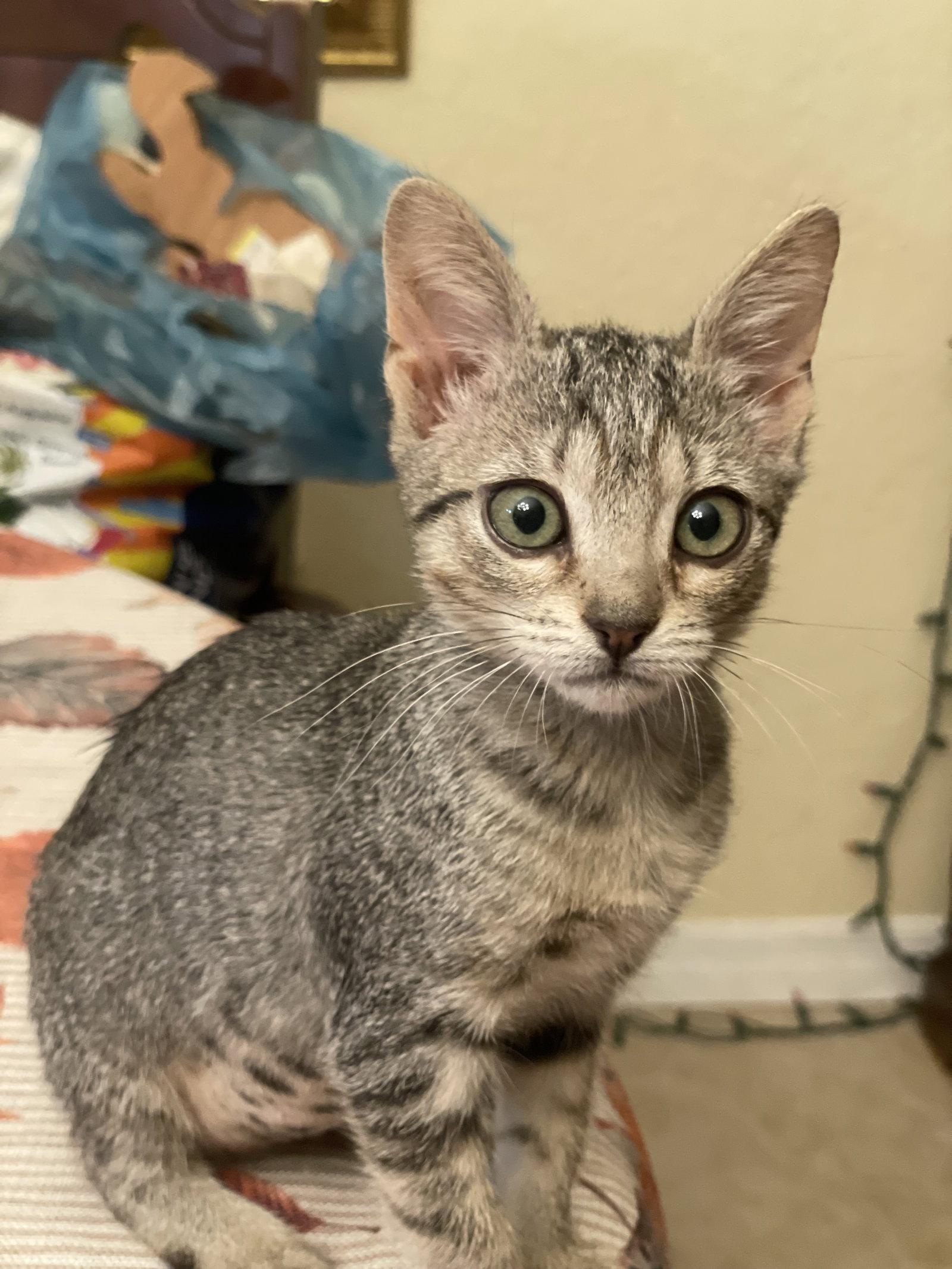 Enlarge Tinkerbelle (7106), a Adoptable Tabby in Wesley Chapel, FL image 1/1