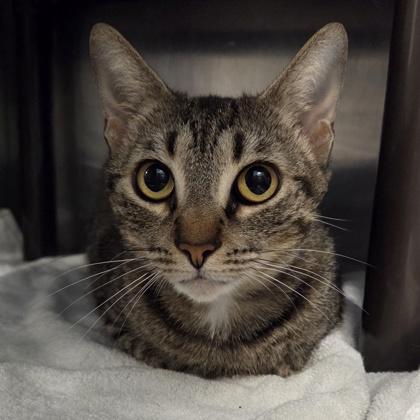 Minnie, Adoptable, Adult Female Domestic Short Hair & Domestic Short Hair.